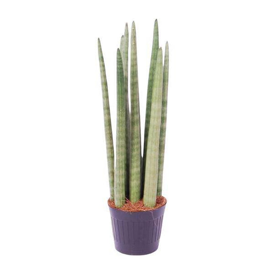 Sansevieria cylindrica Spaghetti – Bogenhanf Zimmerpflanze ↕40cm – Ø10,5cm – Pflegeleichte Grünpflanze mit schwertförmigen Blättern – Luftreinigende Pflanze für Wohnzimmer & Büro