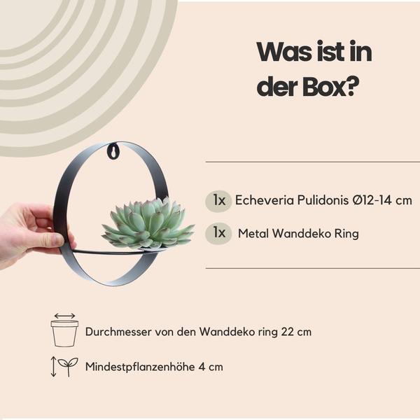 Sukkulente - Echeveria Pulidonis auf Wanddeko Ring Schwarz Ø20cm - ↕20 cm