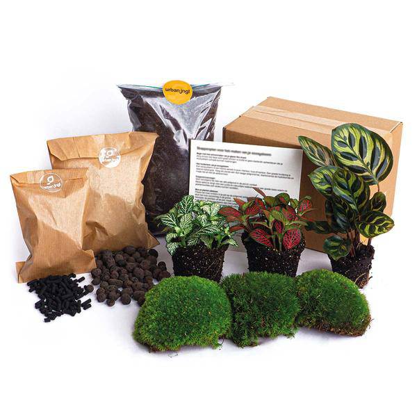 Flaschengarten-Paket Calathea Makoyana – Pflanzenterrarium mit Calathea Makoyana & Fittonia – Komplett-Set mit Blumenzwiebeln, Aktivkohle & Pflegeanleitung