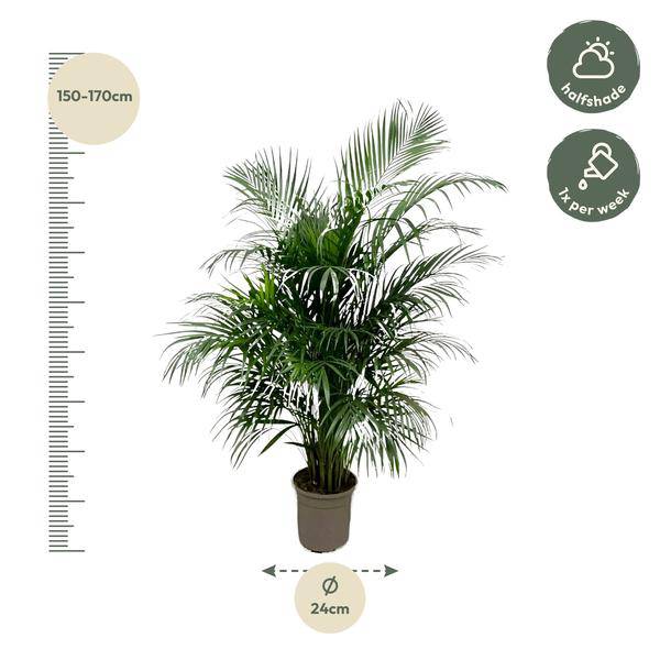 Goldfruchtpalme – Dypsis Lutescens – Areca-Palme – Zimmerpflanze 150cm – Ø24cm – Tropische Grünpflanze mit eleganten Wedeln – Exklusive Kübelpflanze für Wohnzimmer, Büro & Balkon – Pflegeleicht