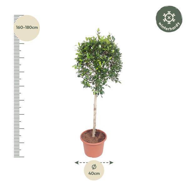 Chinesische Feige - Ficus Nitida - Zimmerpflanze - 170cm - ø40cm