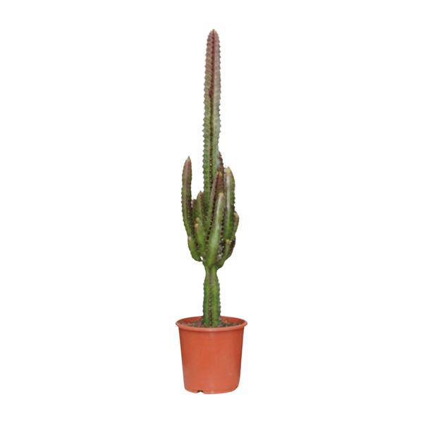Dreikantige Wolfsmilch - Euphorbia Trigona Rubra - Zimmerpflanze - Ø17cm - ↕70cm