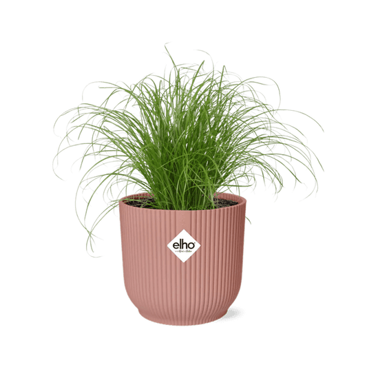 Wechselblättriges Zyperngras Cyperus Alternifolius Zumula – Schirmgras Zimmerpflanze inkl. Ziertopf Vibes Fold Rosa Ø14cm – Pflegeleicht & luftreinigend – Dekorative Sumpfpflanze für Wohnzimmer & Büro