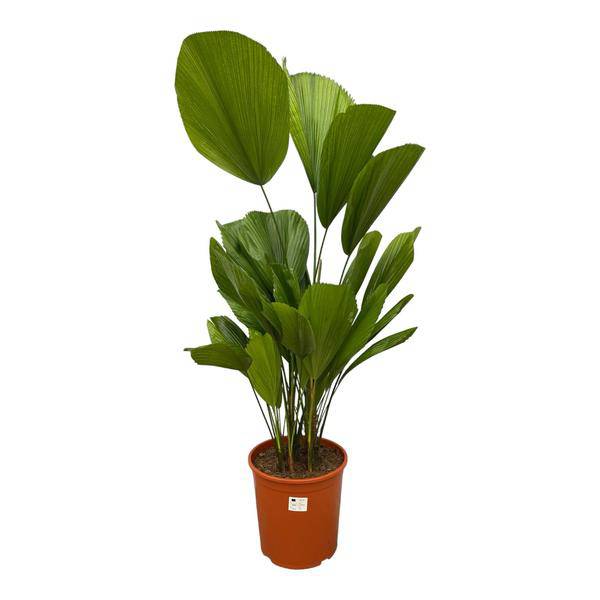 Strahlenpalme - Licuala Grandis - Zimmerpflanze - 140cm - ø27cm