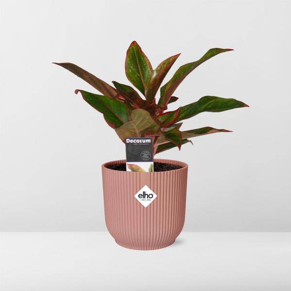 Kolbenfaden - Aglaonema Kreta - Zimmerpflanze + Topf Vibes Fold 14cm Rosa