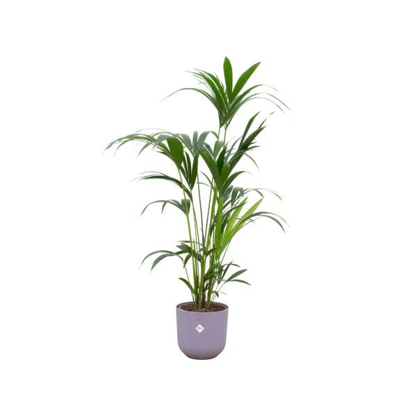 Kentia-Palme - Forstersche Kentia - Zimmerpflanze - Ø26cm - ↨160cm + Topf Jazz Flieder