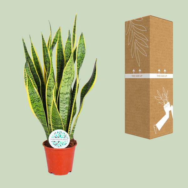 Bogenhanf – Sansevieria Trifasciata Laurentii – Zimmerpflanze – Ø14cm – ca. 50cm hoch – Luftreinigend & extrem pflegeleicht