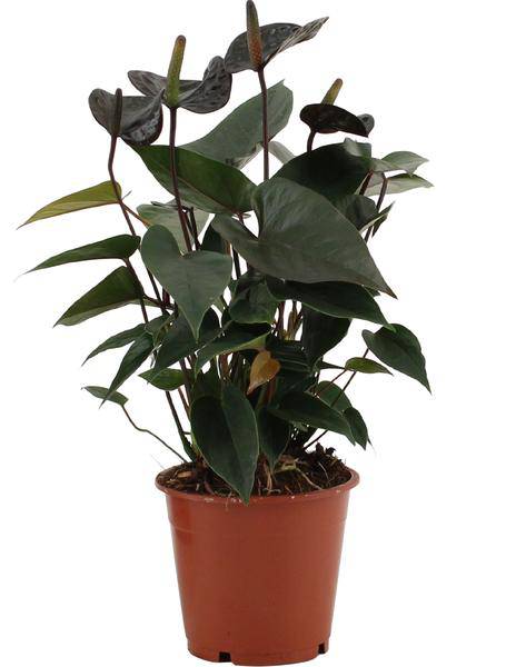 Anthurium Black Love In durchsichtiger Hülle - Flamingoblume - Zimmerpflanze - Ø12cm - ↕36cm