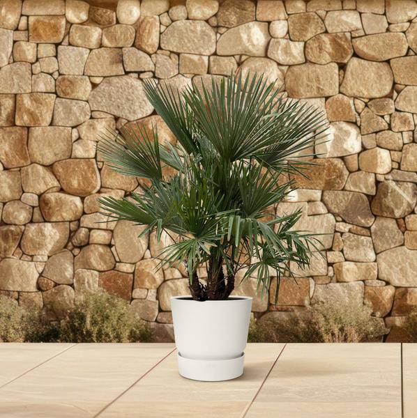 Hanfpalme – Trachycarpus mehrstämmig 230cm – Ø50cm – XXL-Palme mit fächerförmigen Blättern – Exotische Kübelpflanze für Garten, Terrasse, Wintergarten & Wohnzimmer – Pflegeleicht