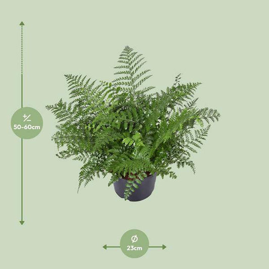 Nestfarn - Asplenium Parvati - Zimmerpflanze - Ø23cm - ↕55cm