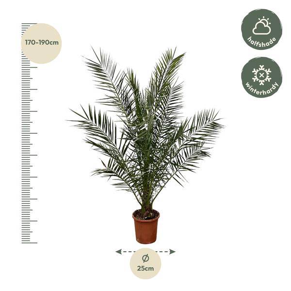 Kanarische Dattelpalme - Phoenix Canariensis - 180cm- Ø25cm