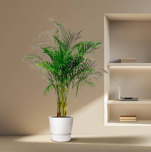Goldfruchtpalme – Dypsis Lutescens – Areca-Palme – Zimmerpflanze – ca. 170 cm hoch – Ø24 cm Topf – Tropisches Flair für Innenräume – Luftreinigend & Pflegeleicht