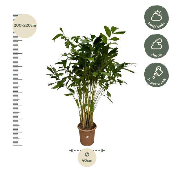 Caryota Mitis – Fischschwanzpalme – Zimmerpflanze ↕210cm – Ø40cm – Tropische Rarität mit gefiederten Blättern – XXL Palme für Wohnzimmer, Wintergarten & Büro