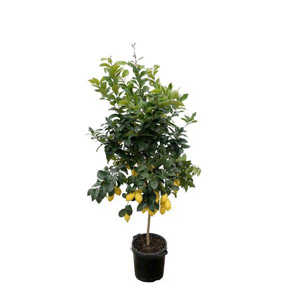 Zitronenbaum – Citrus Calamondin – Zitruspflanze 200cm – Ø40cm – Immergrüne Kübelpflanze mit duftenden Blüten & Früchten – Mediterraner Zitronenbaum für Garten, Terrasse & Wintergarten