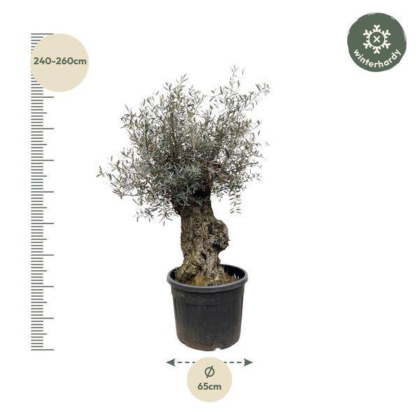 Olivenbaum - Olea Europaea Bonsai - 250cm - Ø65cm