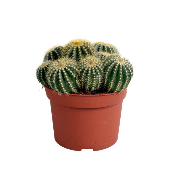 Kaktus - Eriocactus warasii - Zimmerpflanze - Sukkulente - 12cm
