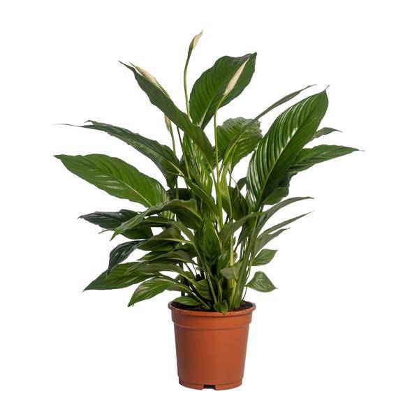 Einblatt - Spathiphyllum Vivaldi - Zimmerpflanze - Ø17cm - ↕70cm