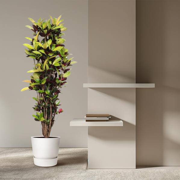 Wunderstrauch – Codiaeum Iceton Croton – Zimmerpflanze ca. 190cm Höhe – Ø45cm – dekorative Pflanze mit bunten Blättern für Wohnzimmer & Büro
