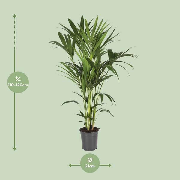 Kentiapalme - Howea Forsteriana - Zimmerpflanze - Ø21cm - ↕120cm