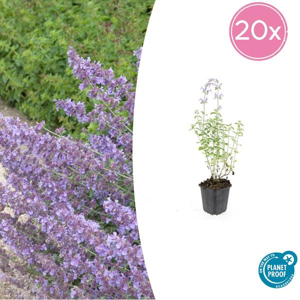 Katzenminze Nepeta 'Walker's Low' – 20 Pflanzen – Aromatische Staude – Bienen- und Schmetterlingsmagnet – Pflegeleicht – Beete & Steingarten