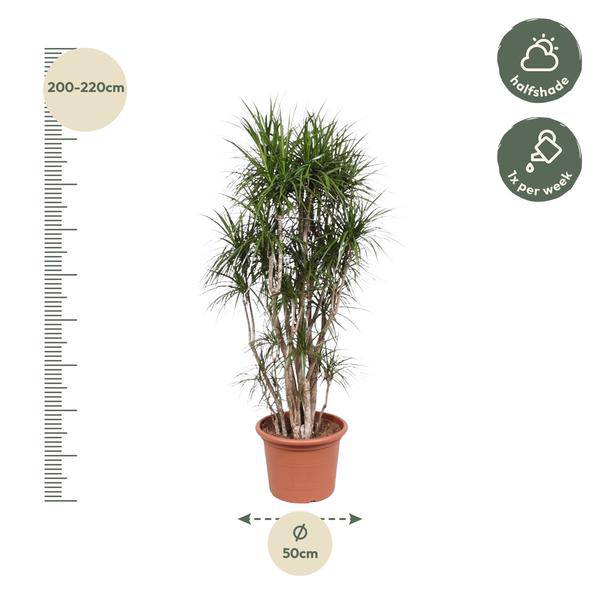 Drachenbaum - Dracaena Marginata - 220cm - ø40cm