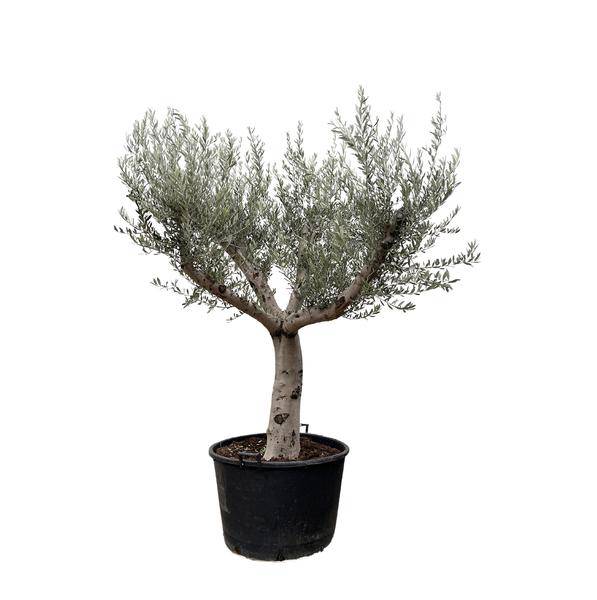 Olivenbaum - Olea Europaea Cultivo - 250cm - Ø80cm