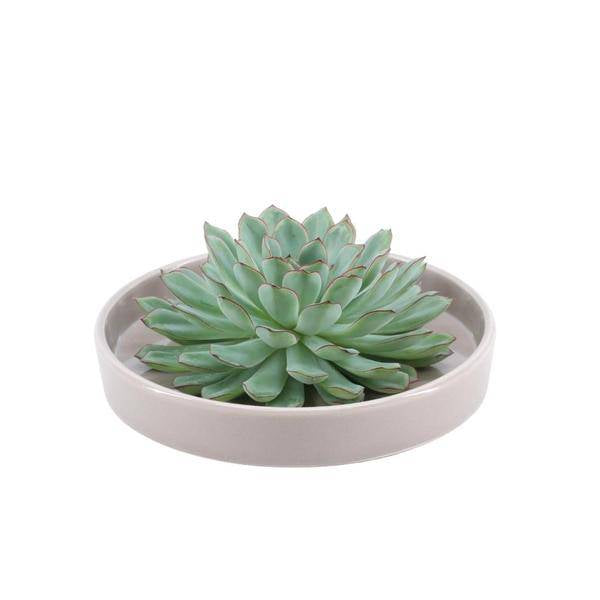 Sukkulente - Echeveria Pulidonis in Schale 'taupe' - Zimmerpflanze - Ø20 cm - ↕5 cm