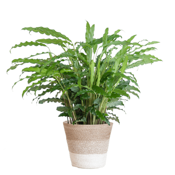 Calathea Rufibarba „Samt-Calathea“ – Zimmerpflanze 55 cm – Ø17 cm Topf – Luftreinigend – Mit nachhaltigem Jutekorb Lissabon Weiß