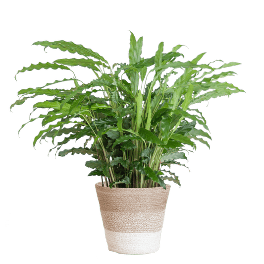 Calathea Rufibarba „Samt-Calathea“ – Zimmerpflanze 55 cm – Ø17 cm Topf – Luftreinigend – Mit nachhaltigem Jutekorb Lissabon Weiß