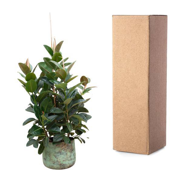 Gummibaum - Ficus Robusta - ZaGummibaum – Ficus Robusta – Zimmerpflanze 150cm – Ø38cm – XXL-Pflanze mit großen dunkelgrünen Blättern – Immergrüne Kübelpflanze für Wohnzimmer & Büro – Pflegeleichtimmerpflanze - 150cm - ø38cm