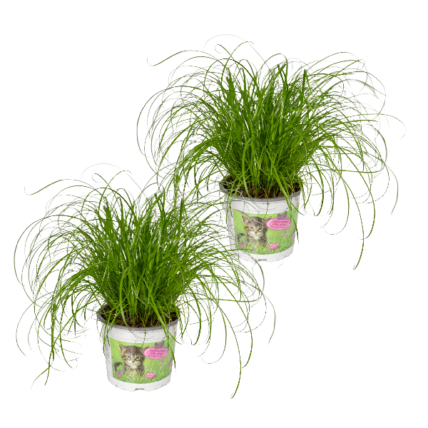 Katzengras - Cyperus Alternifolius - Zimmerpflanze - Ø12cm - ↕20cm - 2 Stück