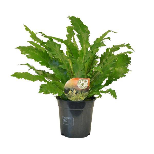 Nestfarn - Asplenium Campio - Zimmerpflanze - Ø17cm - ↕50cm