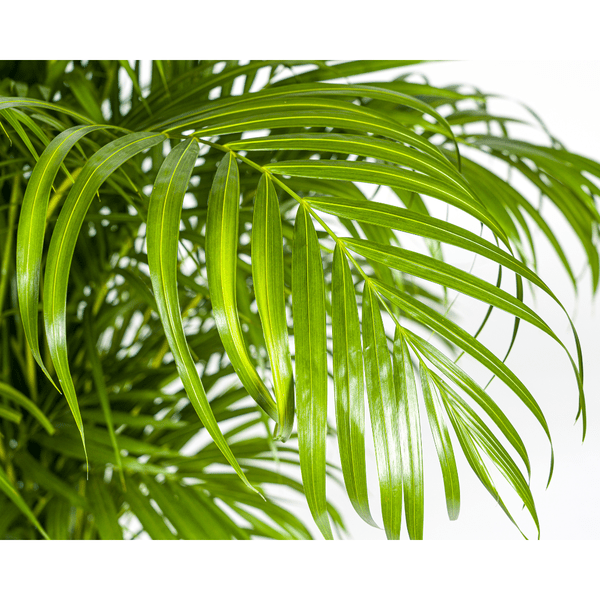Dypsis Areca lutescens – Goldfruchtpalme – Zimmerpflanze – Ø27 cm – Höhe 150-170 cm – Tropische, federartige Blätter – Ideal für Wohnräume & Büro