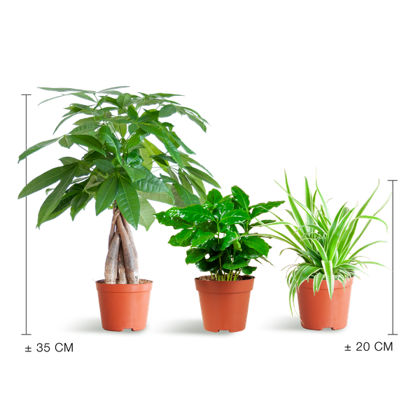 Haustierfreundliches Pflanzset – Zimmerpflanzen Mix – Ø12cm – Ungiftig für Katzen & Hunde – 3 Pflanzen-Set – Für Kinder und Haustiere geeignet