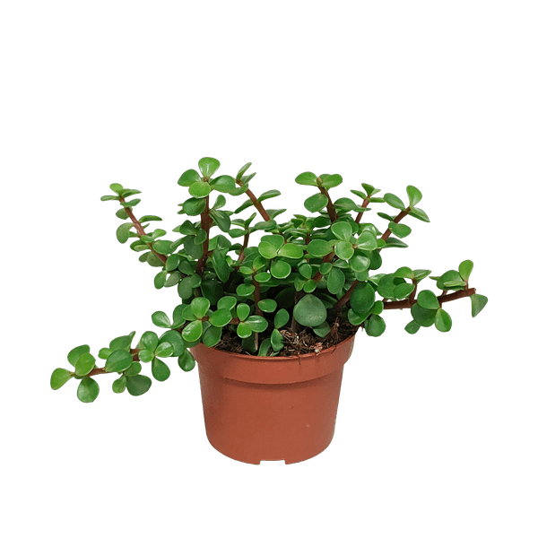 Speckbaum - Portulaca afra - Zimmerpflanze