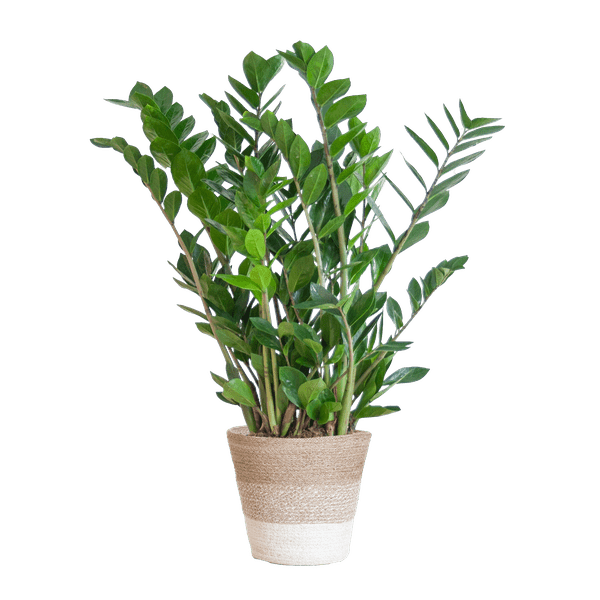 Zamioculcas Zamiifolia 80cm – Glücksfeder Zimmerpflanze Ø21cm – pflegeleichte & robuste Pflanze für Zuhause & Büro – inkl. handgeflochtenem Jutekorb Lissabon Weiß