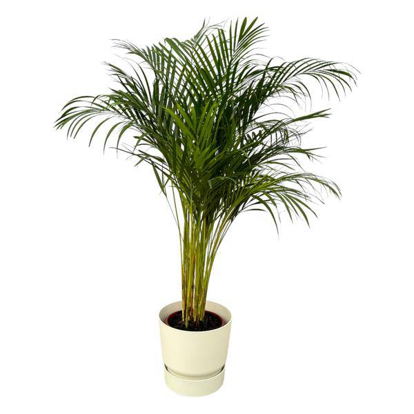 Areca Palme – Betelpalme – Zimmerpflanze ca. 130cm – ø24cm – inkl. Pflanzgefäß Greenville Weiß D30xH28 – Tropische Zimmerpalme für Wohnzimmer, Büro & Wintergarten