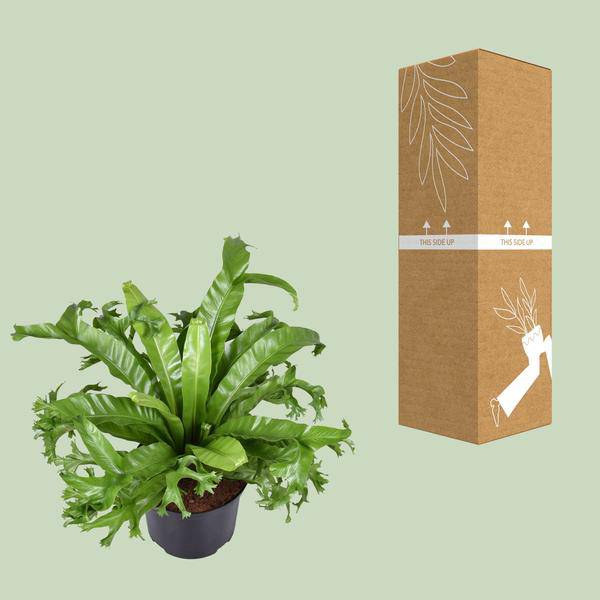 Nestfarn - Asplenium Nidus Crissie - Zimmerpflanze - Ø23cm - ↕55cm