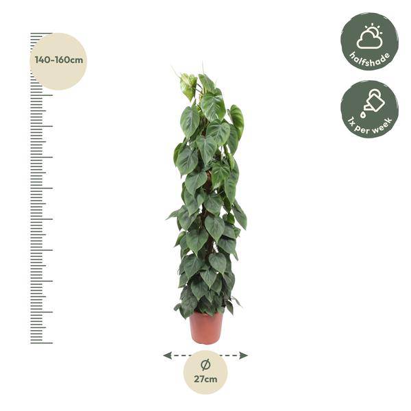 Baumfreund - Philodendron Scandens - Moosstock - Zimmerpflanze - 150cm - ø27cm