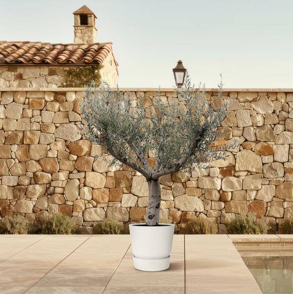 Olivenbaum - Olea Europaea Cultivo - 250cm - Ø80cm