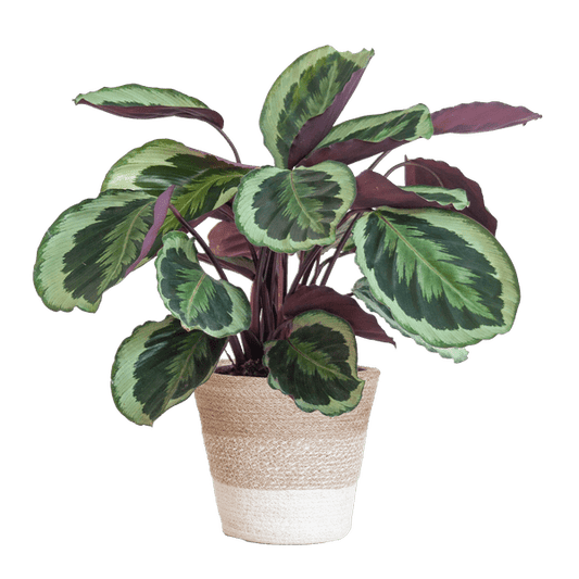 Calathea Medaillon – Korbmarante Ø19cm – ca. 65cm hoch – Zimmerpflanze mit dekorativen Blättern – inkl. Pflanzkorb Lissabon Weiß aus nachhaltiger Jute – Tropische Blattschmuckpflanze für Wohnzimmer & Büro