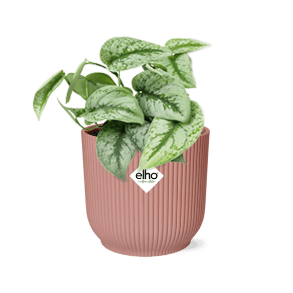Efeutute - Scindapsus Pictus 'Trebie' - Zimmerpflanze + Topf Vibes Fold 14cm Rosa