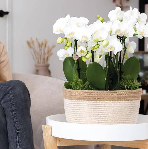 Schilfkorbschale Weiß – Ø30cm – Dekorativer Weidentopf aus Baumwollgeflecht – Handgefertigt – Für Orchideen & Grünpflanzen – Natur-Look mit weißen Details