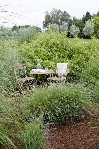 Schirmbambus Fargesia rufa – 12er-Set – ca. 40cm hoch Ø14cm – Kompakter, nicht wuchernder Bambus – Für Garten, Sichtschutz & Kübel