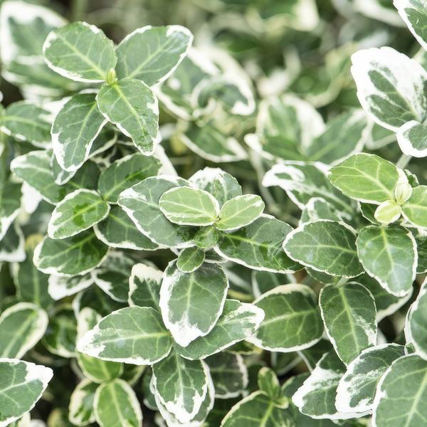 Kletter-Spindelstrauch - Euonymus 'Emerald 'n Gaity' - ↕10-25cm - Ø9cm - 20 Stück