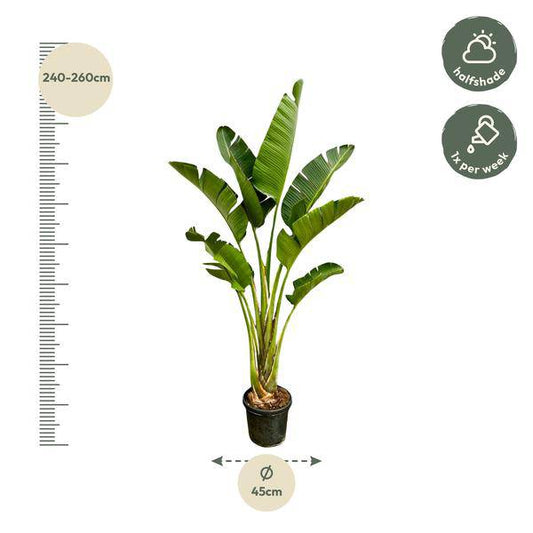 Baum-Strelitzie – Strelitzia Augusta – Zimmerpflanze – 250cm – Ø45cm – Weißer Paradiesvogel mit großen Blättern und exotischen Blüten für Wohnzimmer, Wintergarten und Büro