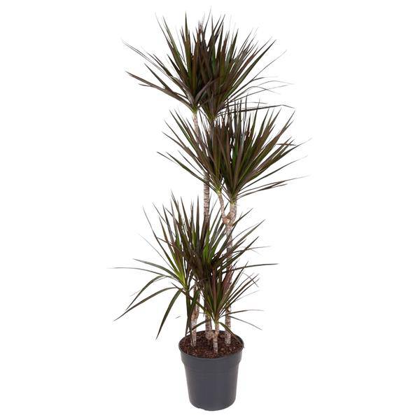 Drachenbaum - Dracaena Magenta - Zimmerpflanze - 150cm - ø27cm