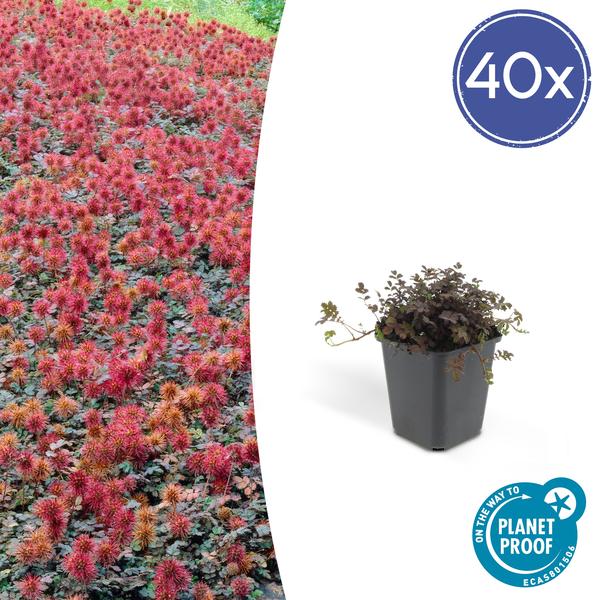 Braunrotes Stachelnüsschen Acaena microphylla 'Kupferteppich' – 40 Pflanzen – ↕10-25cm – Ø9cm – Bodendecker – Winterhart & pflegeleicht – Sonne & Schatten