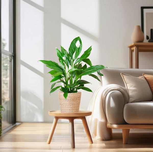 Scheidenblatt – Spathiphyllum – ↕80 cm – Ø21 cm-Topf + Naturkorb „Sofia“ – Zimmerpflanze mit weißen Blüten – Pflegeleicht & luftreinigend