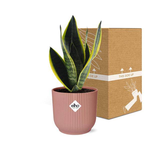 Bogenhanf Sansevieria Futura Superba – Schwiegermutterzunge Zimmerpflanze inkl. Ziertopf Vibes Fold Rosa Ø14cm – Pflegeleicht & luftreinigend – Für Schlafzimmer, Wohnzimmer & Büro